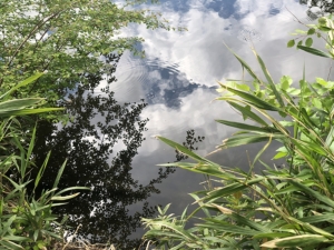 MARGRIT ROMBERG, Fotokunst und Malerei, Berlin: Fotokunst digital, Spiegelungen Tiergarten